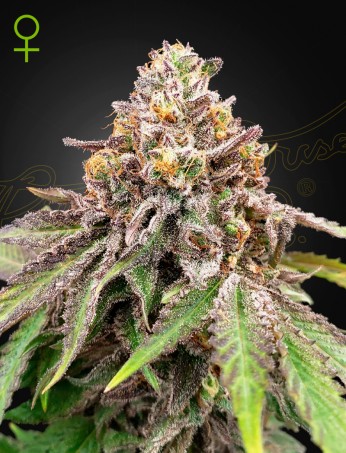 Blue Haze x Gelato 41 Auto Blue Haze x Gelato 41 Auto