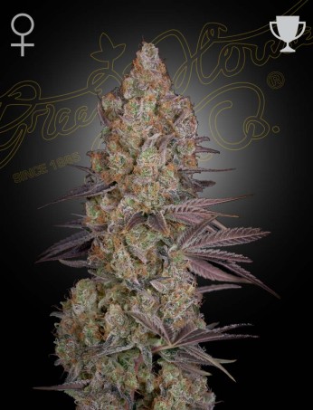 Exodus Cheese (Feminised) Exodus Cheese (Feminised)