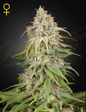 GH Amnesia GH Amnesia