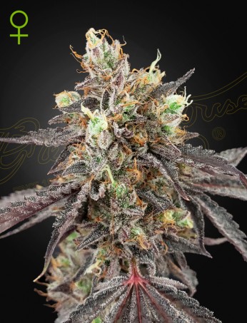 Gelato 41 Auto x Gelato 41 Auto Gelato 41 Auto x Gelato 41 Auto