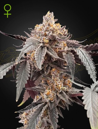 Guava x Gelato 41 Auto Guava x Gelato 41 Auto