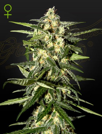 Jack Herer Auto (Feminised) Jack Herer Auto (Feminised)