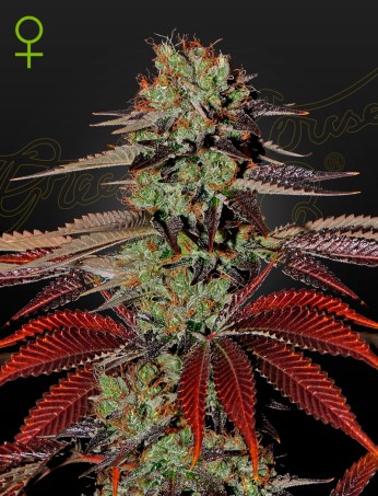 King’s Kush Auto (Feminised) King’s Kush Auto (Feminised)