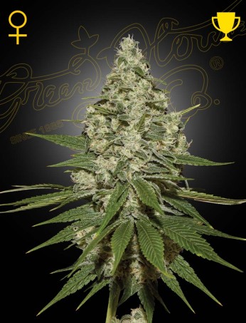 Super Lemon Haze (Feminised) Super Lemon Haze (Feminised)
