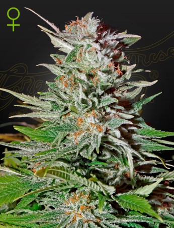 Super Lemon Haze Auto (Feminised) Super Lemon Haze Auto (Feminised)