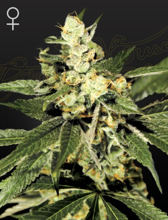 Train Wreck Train Wreck