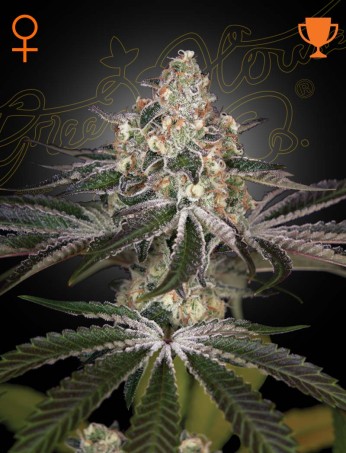 White Widow (Feminised) White Widow (Feminised)