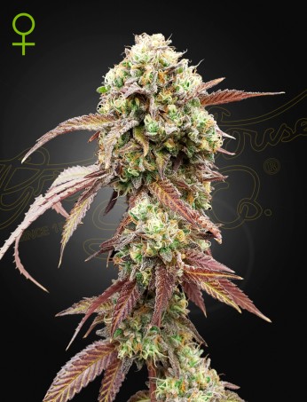 West-Coast-OG-Gelato.jpg West-Coast-OG-Gelato.jpg