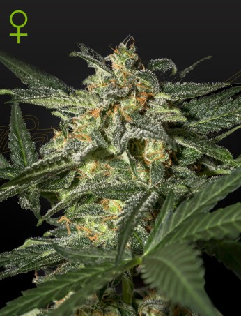 White Widow Auto (Feminised) White Widow Auto (Feminised)