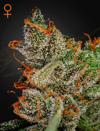King's Kush King's Kush