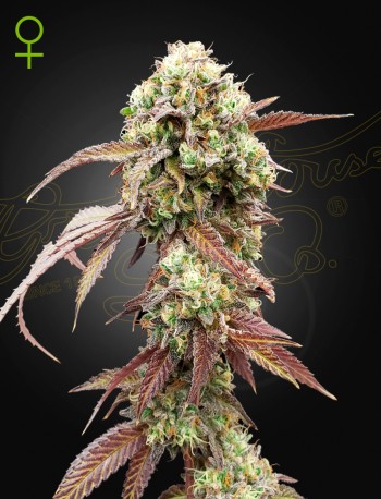 West-Coast-OG-Gelato.jpg