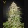 GH Amnesia GH Amnesia