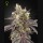 Gelato 41 Auto x Gelato 41 Auto Gelato 41 Auto x Gelato 41 Auto