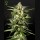 Jack Herer Auto (Feminised) Jack Herer Auto (Feminised)