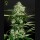 Northern Lights Auto (Feminised) Northern Lights Auto (Feminised)