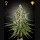 Super Lemon Haze (Feminised) Super Lemon Haze (Feminised)