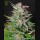 Super Lemon Haze Auto (Feminised) Super Lemon Haze Auto (Feminised)