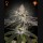 White Widow (Feminised) White Widow (Feminised)