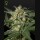 White Widow Auto (Feminised) White Widow Auto (Feminised)