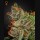 King's Kush King's Kush