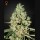 Super Critical Super Critical